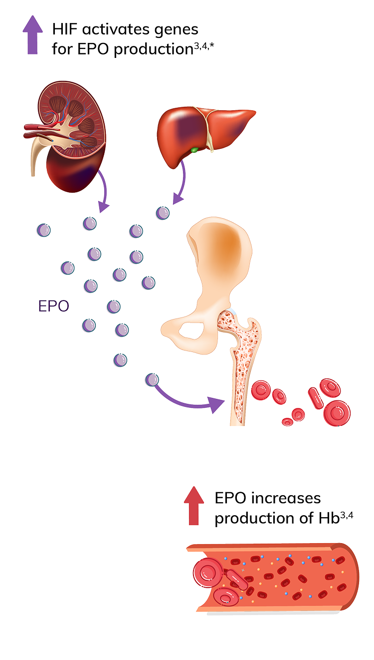 Illustration depicting how Vafseo increases cellular levels of HIF transcription factors, which leads to endogenous EPO production