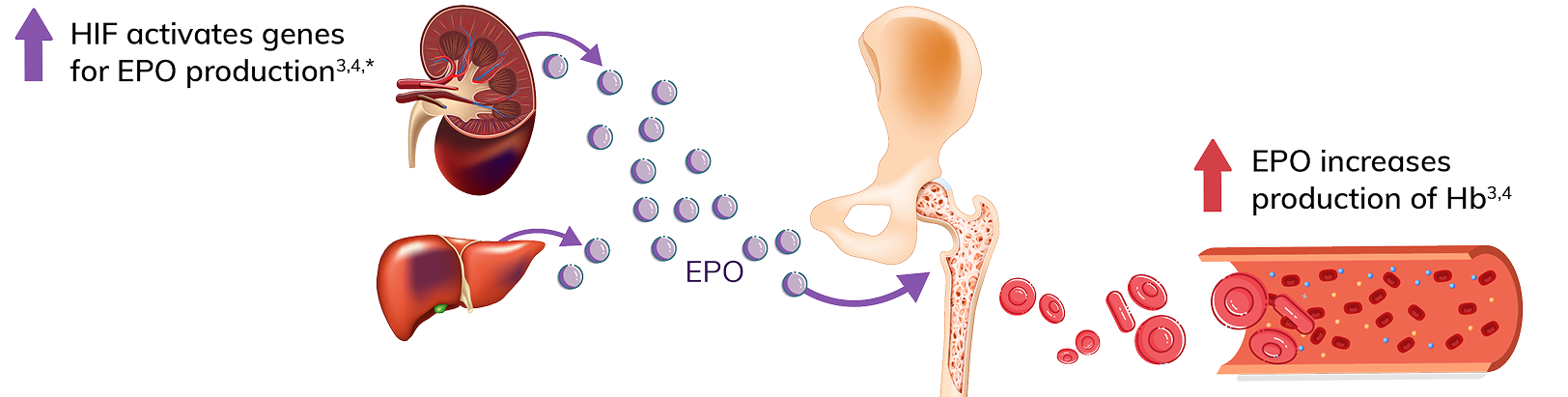 Illustration depicting how Vafseo increases cellular levels of HIF transcription factors, which leads to endogenous EPO production