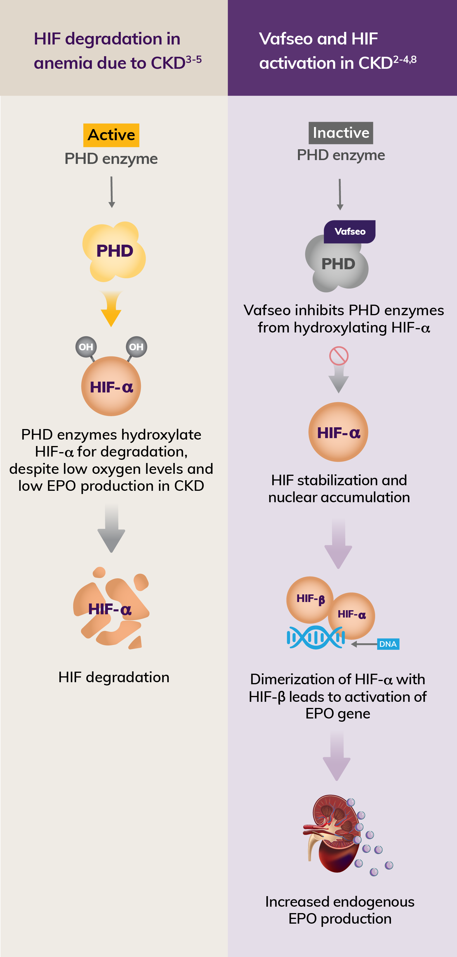 Visual depicting how HIF degradation occurs in anemia due to CKD and how Vafseo activates the HIF pathway in CKD, which leads to increased endogenous EPO production