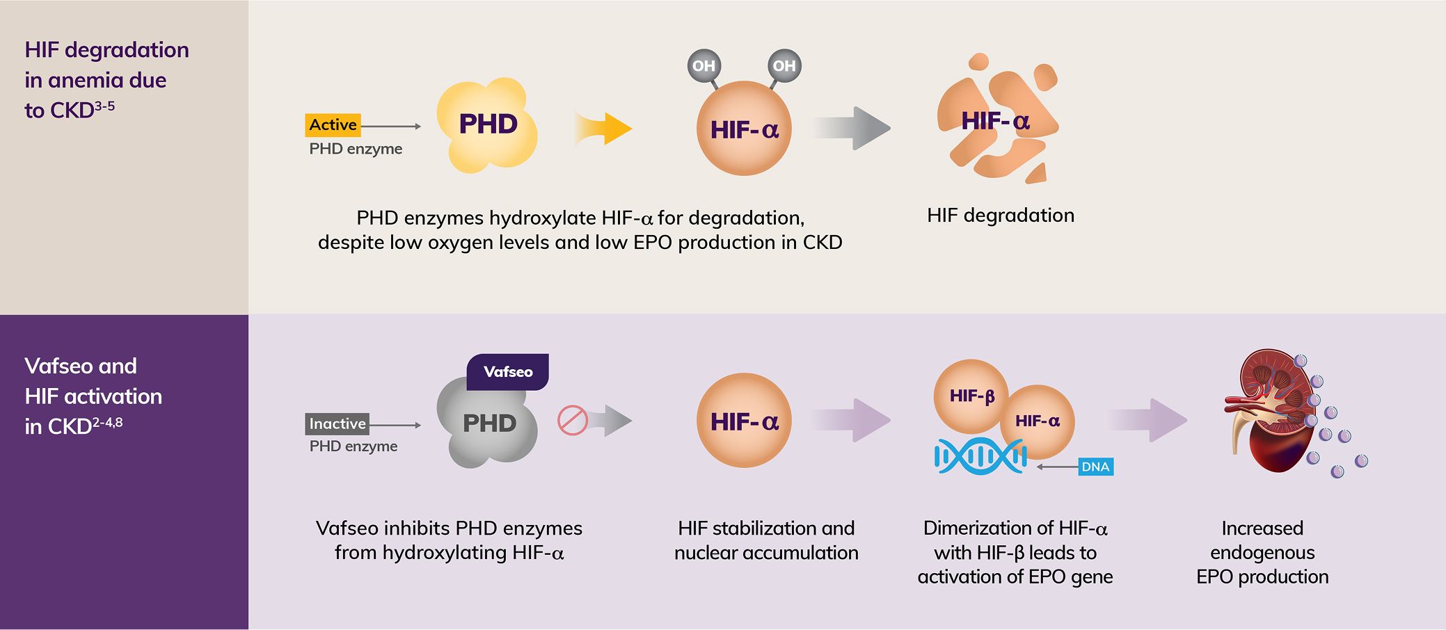 Visual depicting how HIF degradation occurs in anemia due to CKD and how Vafseo activates the HIF pathway in CKD, which leads to increased endogenous EPO production