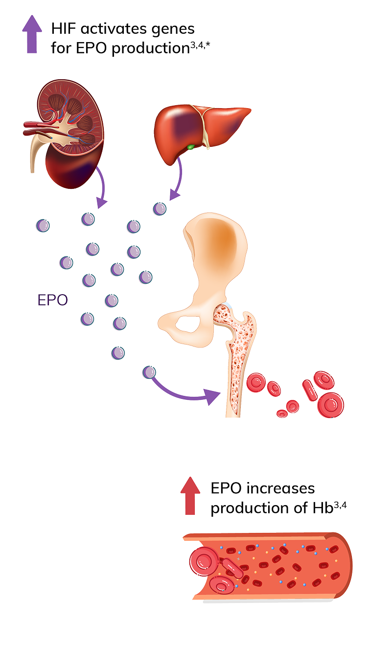 Illustration depicting how Vafseo increases cellular levels of HIF transcription factors, which leads to endogenous EPO production