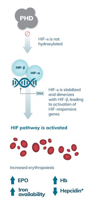 Visual depicting how in hypoxia, oxygen-dependent PHD enzymes are less active, so HIF-ⲁ is not hydroxylated, enabling dimerization with HIF-β, causing activation of HIF-responsive genes which, in turn, activates the HIF pathway increasing erythropoiesis