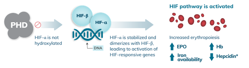 Visual depicting how in hypoxia, oxygen-dependent PHD enzymes are less active, so HIF-ⲁ is not hydroxylated, enabling dimerization with HIF-β, causing activation of HIF-responsive genes which, in turn, activates the HIF pathway increasing erythropoiesis