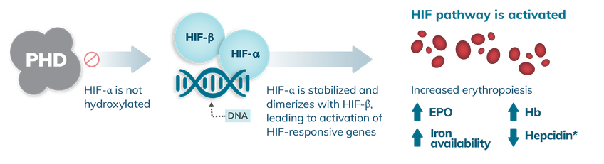 Visual depicting how in hypoxia, oxygen-dependent PHD enzymes are less active, so HIF-ⲁ is not hydroxylated, enabling dimerization with HIF-β, causing activation of HIF-responsive genes which, in turn, activates the HIF pathway increasing erythropoiesis