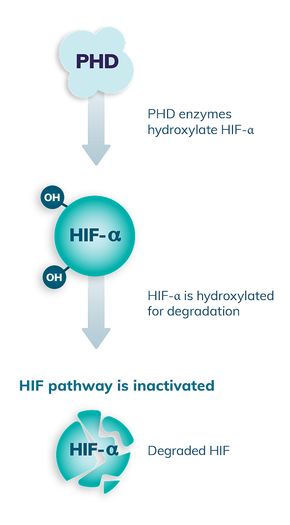 Visual depicting how in normoxia, oxygen-dependent PHD enzymes are active, hydroxylating HIF-ⲁ for degradation