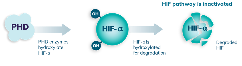 Visual depicting how in normoxia, oxygen-dependent PHD enzymes are active, hydroxylating HIF-ⲁ for degradation