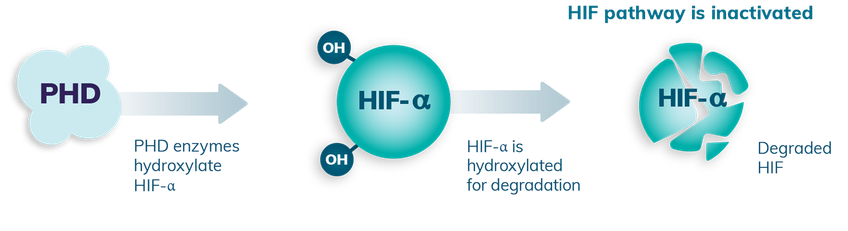 Visual depicting how in normoxia, oxygen-dependent PHD enzymes are active, hydroxylating HIF-ⲁ for degradation